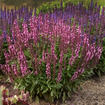 Salvia nemorosa 'New Dimension Rose' (130992)