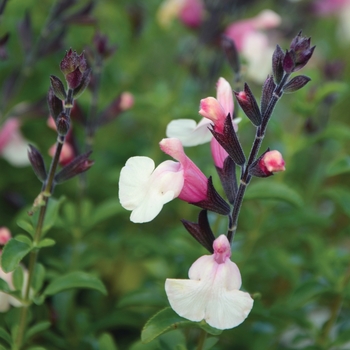 Salvia greggii Suncrest 'Autumn Moon' (131026)