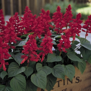 Salvia splendens Vista™ 'Red' (131040)