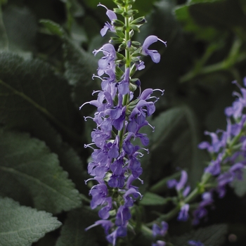 Salvia x sylvestris 'Blue Hill' (131051)