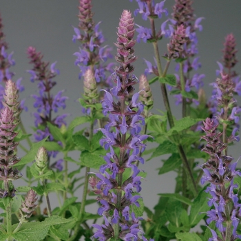 Salvia nemorosa 'Bordeau Steel Blue' (131055)