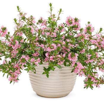 Scaevola aemula Whirlwind® 'Pink' (131095)