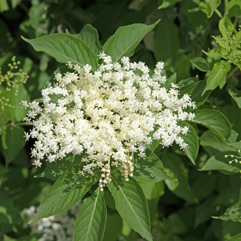 Sambucus canadensis '' (131137)