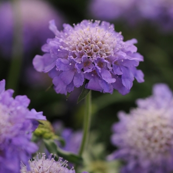 Scabiosa columbaria 'Blue Note' (131141)