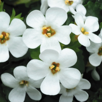 Sutera grandiflora Big Falls™ 'White' (131150)