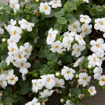 Sutera grandiflora Big Falls™ 'White' (131151)