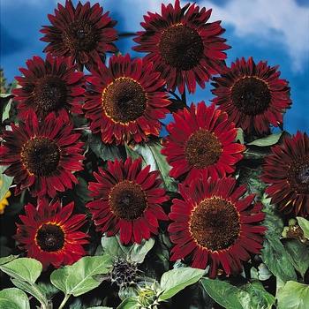 Helianthus annuus Prado™ 'Red' (131207)