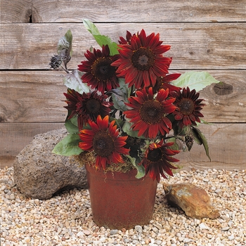 Helianthus annuus Prado™ 'Red' (131208)