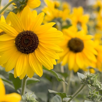 Helianthus annuus 'Sunfinity Dark Yellow' (131211)