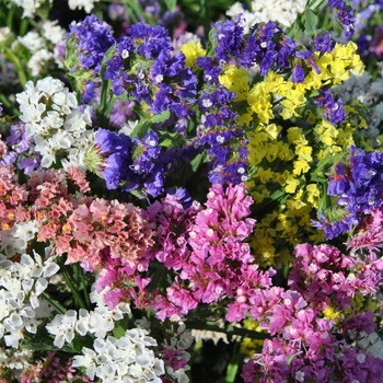 Limonium sinuatum 'QIS Mix Improved' (131220)