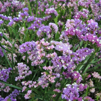 Limonium sinuatum 'QIS Pastel Mix' (131221)