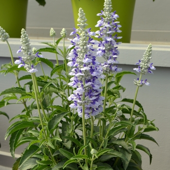 Salvia farinacea Sallyfun™ 'Sky Blue' (131224)