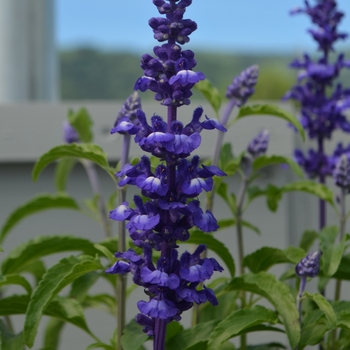 Salvia farinacea Sallyfun™ 'Blue' (131225)