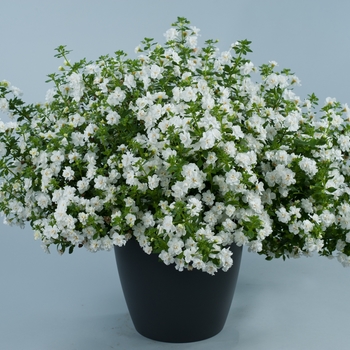 Sutera cordata Scopia® 'Double Snowball' (131230)