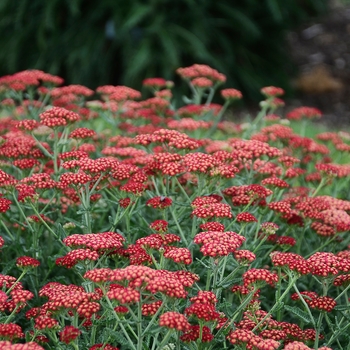 Achillea millefolium 'Sassy Summer Sangria' (131269)