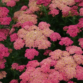 Achillea millefolium 'Sassy Summer Taffy' (131273)