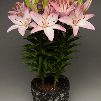 Lilium FantAsiatic 'Pink' (131371)