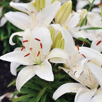 Lilium 'Umbria' (131384)