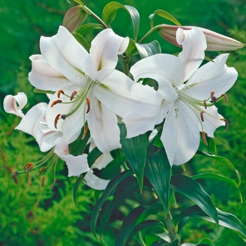 Lilium 'Montana' (131389)