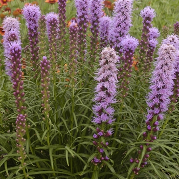 Liatris spicata 'Kobold' (131410)