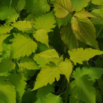 Leycesteria formosa 'Jealousy' (131412)