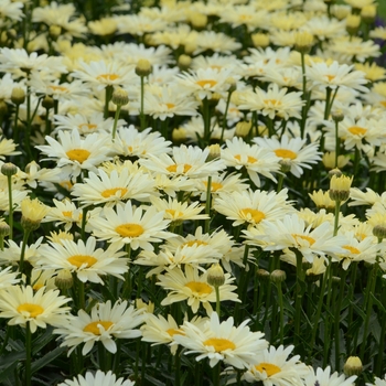 Leucanthemum x superbum Amazing Daisies® 'Banana Cream' (131419)