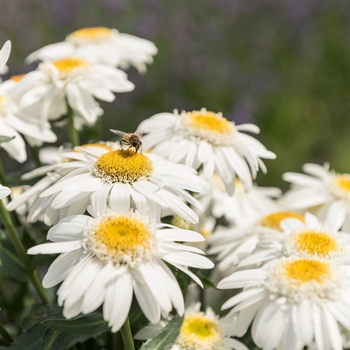 Leucanthemum maximum Sweet Daisy™ 'Birdy' (131421)