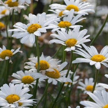 Leucanthemum x superbum 'White Breeze' (131423)