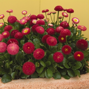 Bellis perennis Bellissima™ '' (131451)