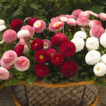 Bellis perennis Bellissima™ '' (131454)