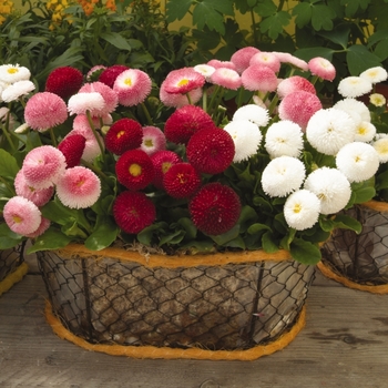 Bellis perennis Bellissima™ '' (131455)