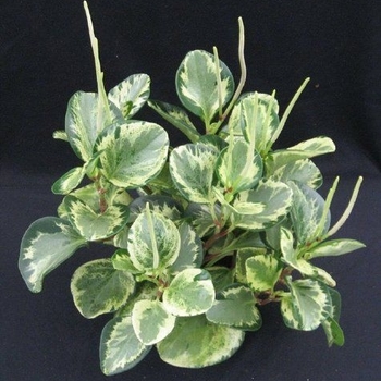 Peperomia obtusifolia 'Golden Gate' 