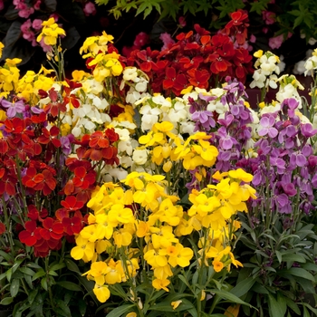 Erysimum cheiri Sugar Rush™ '' (131545)