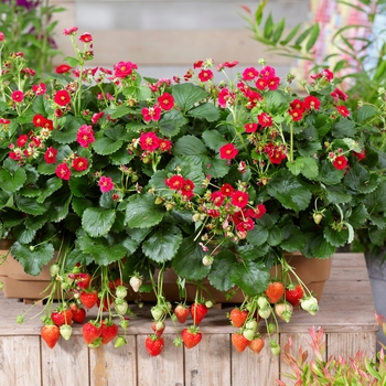 Fragaria x ananassa Berried Treasure™ 'Red' (131548)