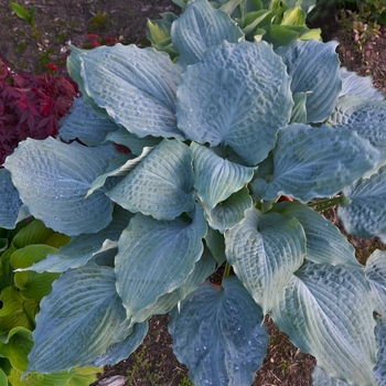 Hosta Shadowland® 'Diamond Lake' (131575)