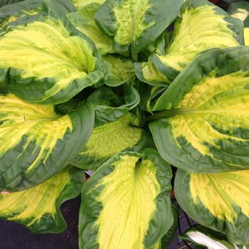 Hosta Shadowland® 'Etched Glass' (131576)