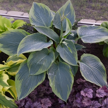 Hosta Shadowland® 'Wu-La-La' (131577)