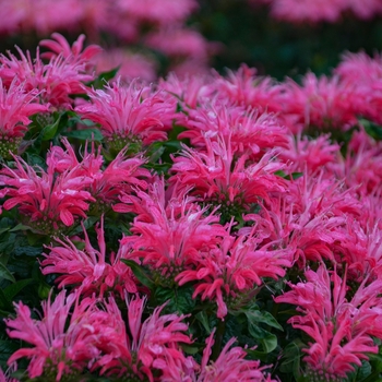 Monarda 'Electric Neon Pink' (131582)