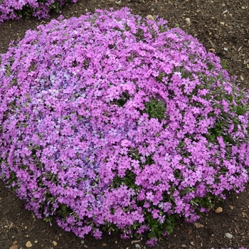 Phlox subulata Rocky Road 'Pink' (131591)