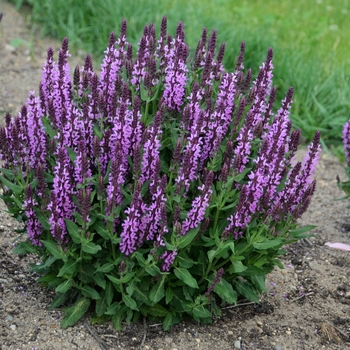 Salvia nemorosa 'Pink Profusion' (131608)