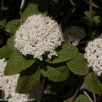 Viburnum x rhytidophylloides 'Red Balloon®' (131614)