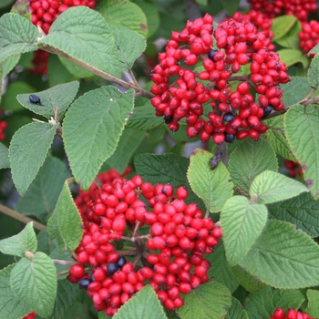 Viburnum x rhytidophylloides 'Red Balloon®' (131616)