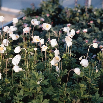 Anemone sylvestris 'Madonna' (131721)