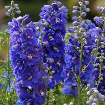 Delphinium elatum 'Dasante Blue' (131823)