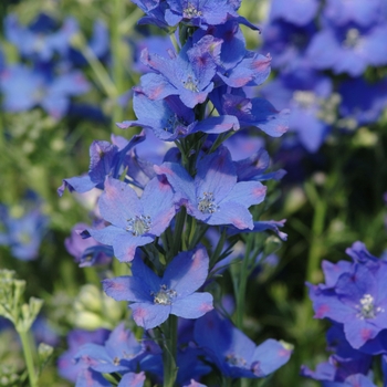 Delphinium grandiflorum 'Diamond Blue' (131824)