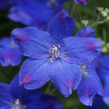 Delphinium grandiflorum 'Diamond Blue' (131826)