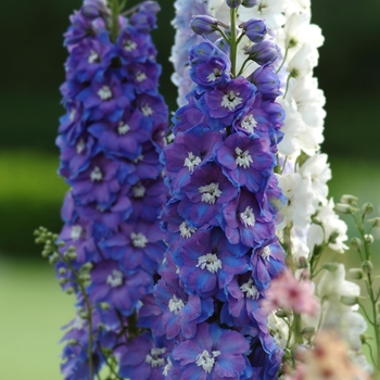 Delphinium elatum 'Guardian Blue' (131827)