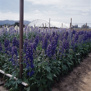 Delphinium elatum 'Guardian Blue' (131828)