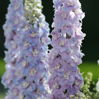 Delphinium elatum 'Guardian Lavender' (131830)