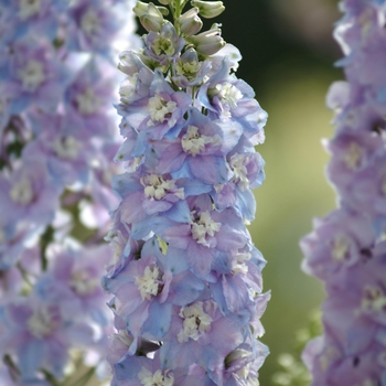 Delphinium elatum 'Guardian Lavender' (131831)